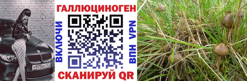 МЕГА зеркало  цены   Нерехта  Галлюциногенные грибы Cubensis 